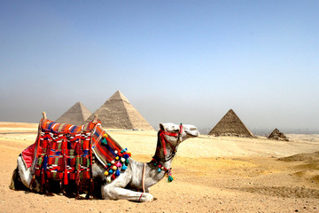 Camel in Egypt pyramids in background