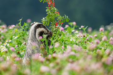 Beautiful European badger (Meles meles - Eurasian badger) in his natural environment in the summer meadow with many flowers © Lukas
