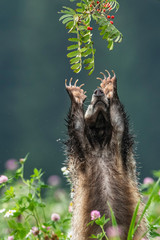 Beautiful European badger (Meles meles - Eurasian badger) in his natural environment in the summer...