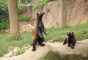 couple of curious wolverines (Gulo gulo) in the outdoor enclosure in ZOO