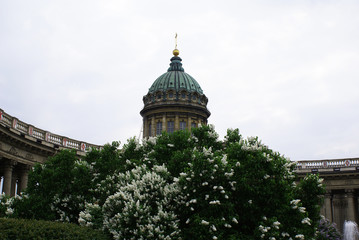Blooming lilacs in spring, St. Isaac's Cathedral, St. Petersburg.