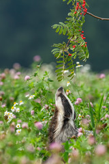 Beautiful European badger (Meles meles - Eurasian badger) in his natural environment in the summer meadow with many flowers © Lukas
