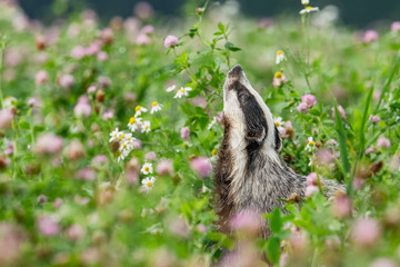 Beautiful European badger (Meles meles - Eurasian badger) in his natural environment in the summer...