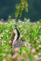 Beautiful European badger (Meles meles - Eurasian badger) in his natural environment in the summer meadow with many flowers © Lukas