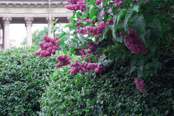 Lilac blossoming tree in spring, spring.