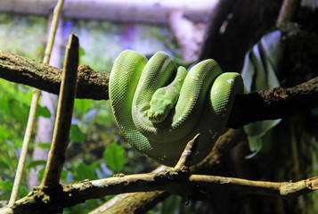 green tree python (Morelia viridis) rolled up on the branch