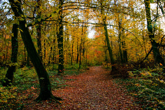 Waldweg 
