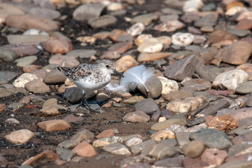 Sanderling