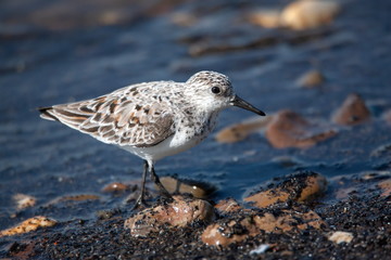 Sanderling