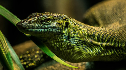 lizard