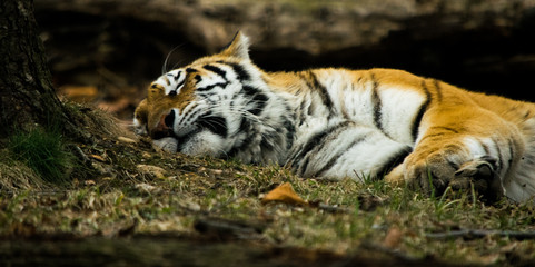 Fototapeta na wymiar bengal tiger sleeping in the forest
