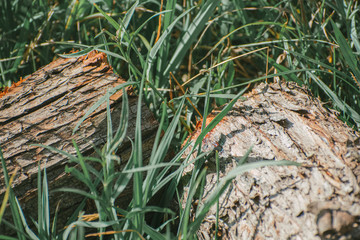 timber on grass