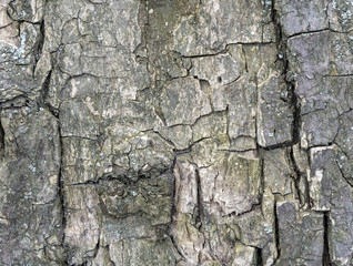 Bark of tree texture. Wood bark texture