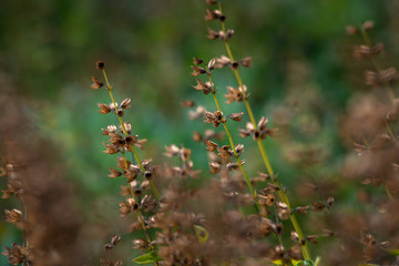 summer flowers sunny day nature flora beauty color abstract