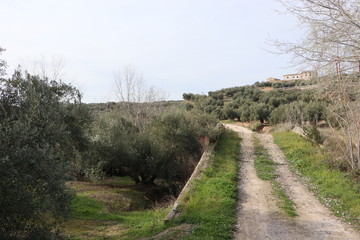 camino campo naturaleza 