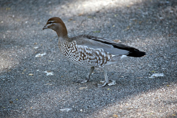 this is a side view of an Australian wood duck