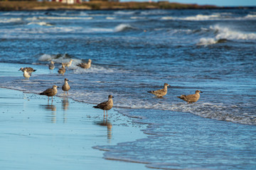 Gulls at a sandy beach on a windy autumn day
