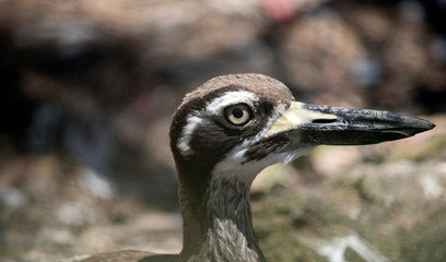 this is a close up of a beach stone curlew