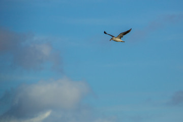 Gulls at a sandy beach on a windy autumn day