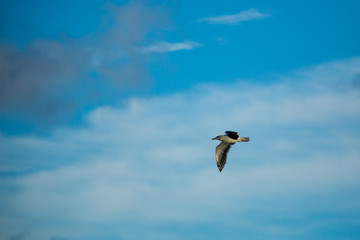 Gulls at a sandy beach on a windy autumn day