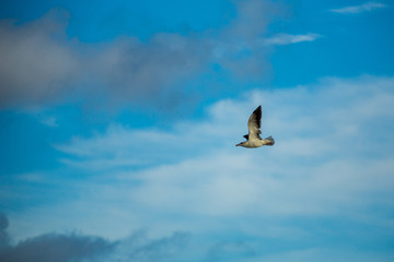 Gulls at a sandy beach on a windy autumn day