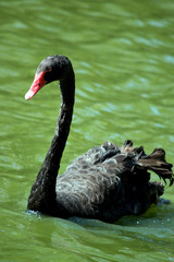 Fototapeta premium the black swan is swimming in a lake