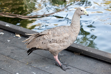 this is a side view of a Cape Barren goose
