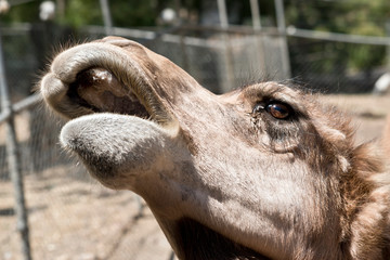 this is a close up of a camel with its mouth open