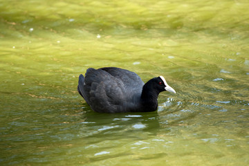 this is a side view of a coot