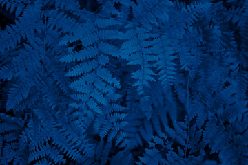 Trend color 2020 classic blue, top view, layout for design. Fern leaves in trendy noble blue color....