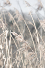 Fototapeta premium Pampasgras