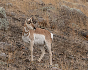Pronghorn Yellowstone January 2020
