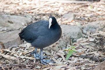 the Eurasian  coot is a black waterbird with a white frontal shield