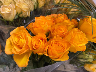 Orange Roses