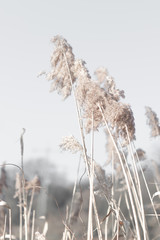 Fototapeta premium Pampasgras