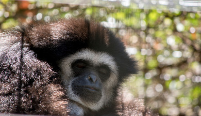 the white handed gibbon is resting