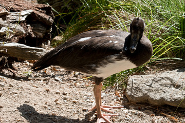 this is a side view of a hard headed duck