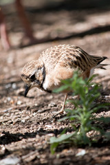 this is a side view of an inland dotterel