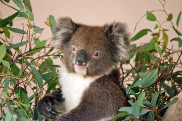 this is a close up of a koala