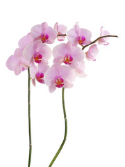 Fototapeta na wymiar orchid Phalaenopsis with pink flowers close up,