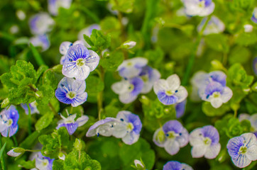 Little spring blue Veronica flowers bloom outdoors