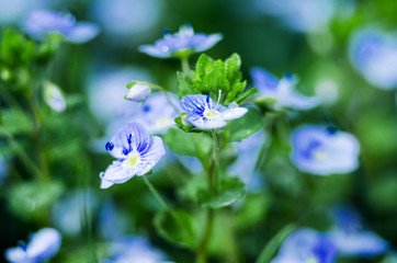 Little spring blue Veronica flowers bloom outdoors