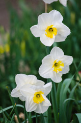 Naklejka na ściany i meble Wonderful daffodil flowers bloom in spring outdoors