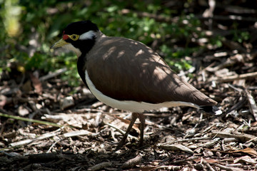 this is a side view of a  banded lapwing
