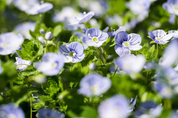 Little spring blue Veronica flowers bloom outdoors