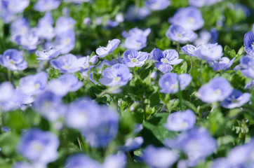 Little spring blue Veronica flowers bloom outdoors