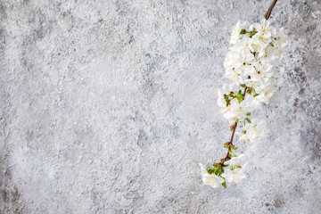 Spring composition .Blooming cherry branch. White flowers as a symbol of spring.