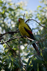 the regent parrot is perched in a tree