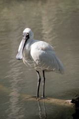 the royal spoonbill is perched on a log in the water