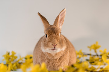Rufus bunny rabbit centered with yellow forsythia flowers mouth open slightly Happy Easter Spring room for text 